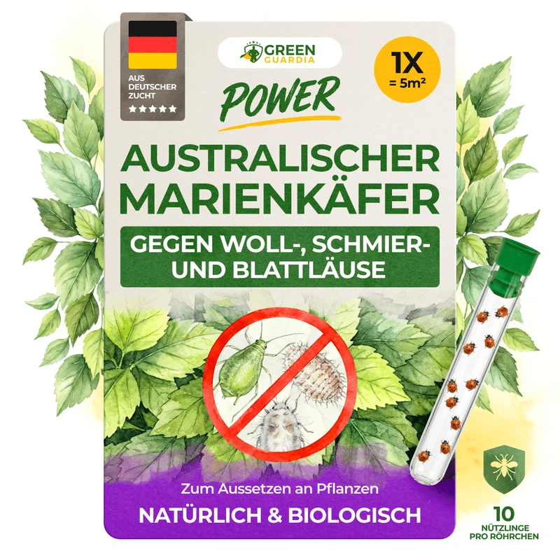 Coccinelle australienne contre les cochenilles farineuses, cochenilles et pucerons