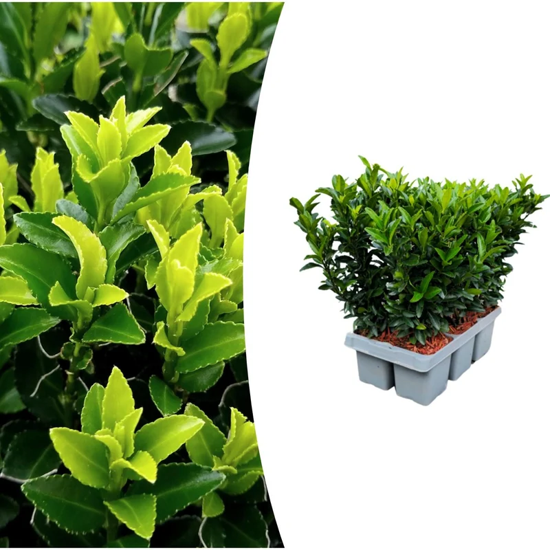 Euonymus ‘Green Spire’ – immergrün & pflegeleicht – 7 cm Topf, ca. 15 cm hoch - in verschiedener Anzahl