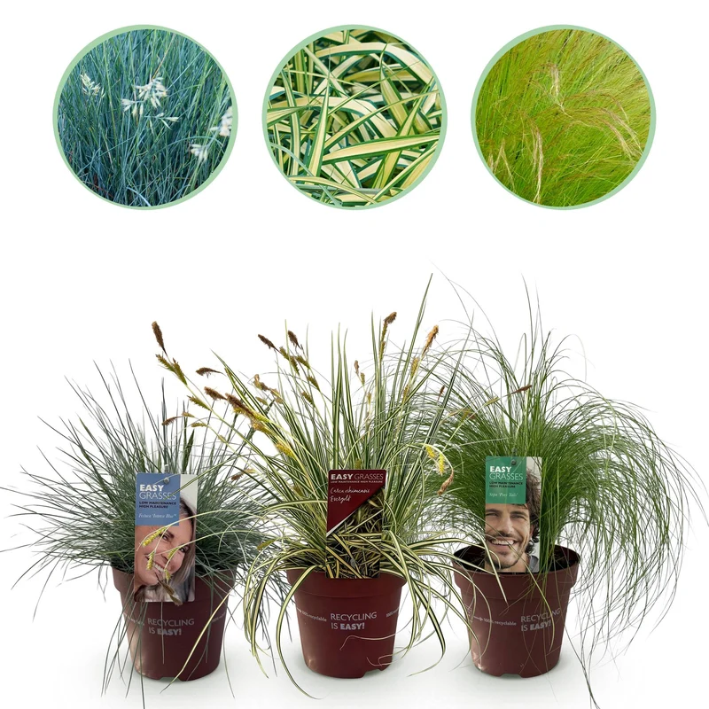 Ziergräser – immergrün & winterhart – blau, gelb & grün – 3 Pflanzen – 17 cm Topf, ca. 50 cm hoch