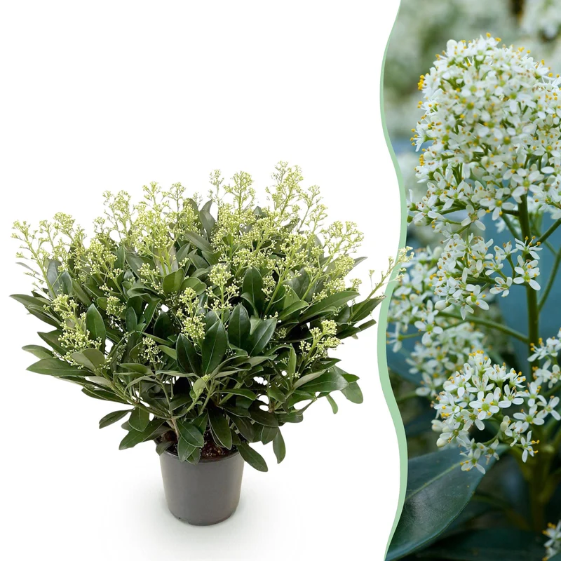 Skimmia japonica ‘Finchy’ – winterhart – Weiße Blüten – 10 bis zu über 40 Blüten – in verschiedenen Größen und Anzahl