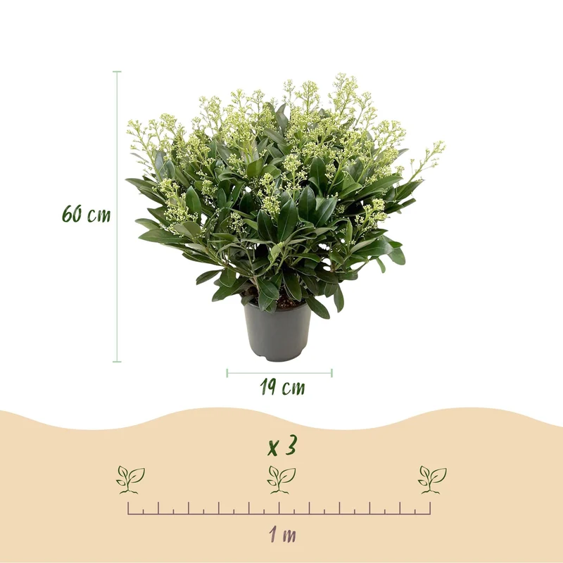 Skimmia japonica ‘Finchy’ – winterhart – Weiße Blüten – 10 bis zu über 40 Blüten – in verschiedenen Größen und Anzahl