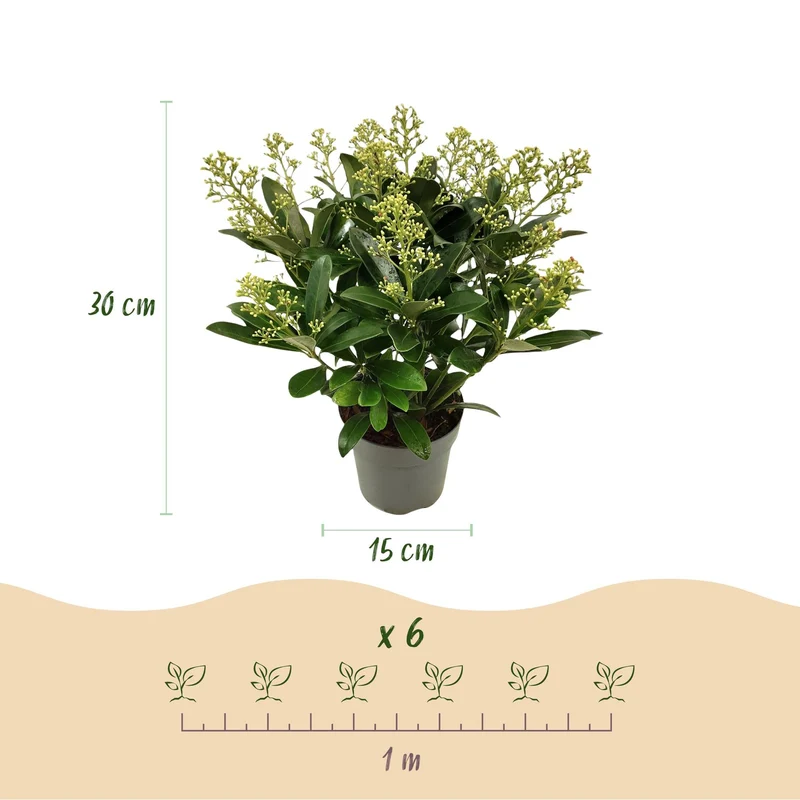 Skimmia japonica ‘Finchy’ – winterhart – Weiße Blüten – 10 bis zu über 40 Blüten – in verschiedenen Größen und Anzahl