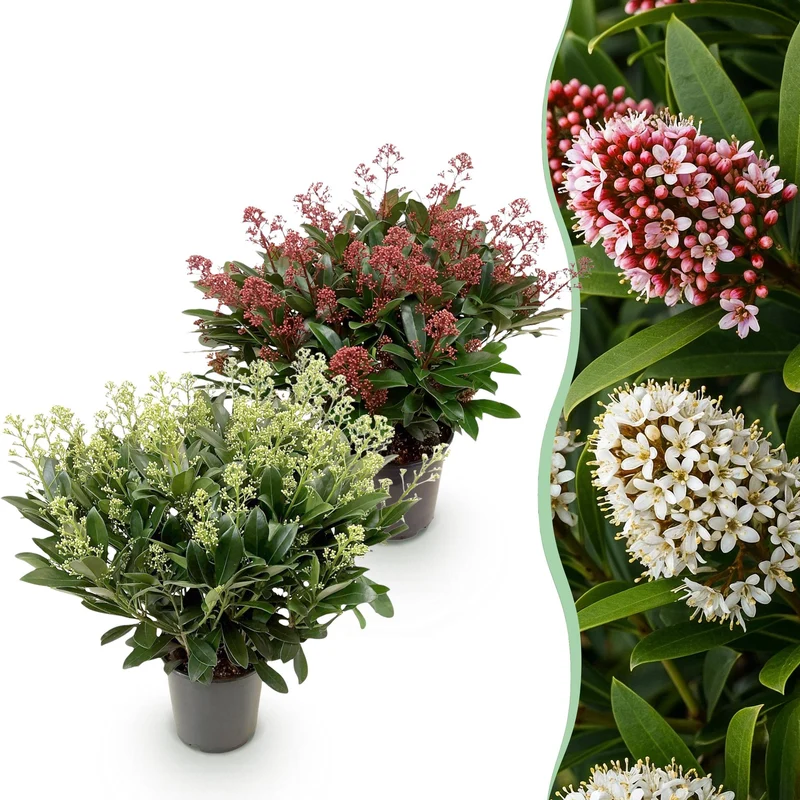 Skimmia japonica ‘Duo’ – winterhart – weiße & rote Blüten – von 10 bis zu 40 Blüten – 2 Pflanzen – 19 cm Topf, ca. 60 cm hoch