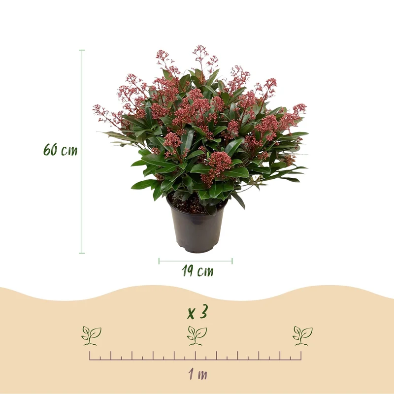 Skimmia japonica ‘Duo’ – winterhart – weiße & rote Blüten – von 10 bis zu 40 Blüten – 2 Pflanzen – 19 cm Topf, ca. 60 cm hoch