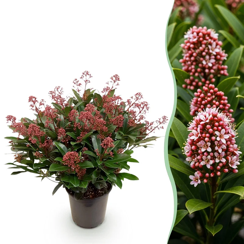 Skimmia japonica ‘Rubella’ – rustique – fleurs rouges – 10 à plus de 40 fleurs – 3 plantes – en différentes tailles et quantités