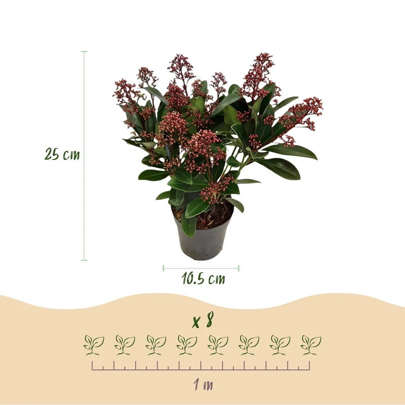 Skimmia japonica ‘Rubella’ – rustique – fleurs rouges – 10 à plus de 40 fleurs – 3 plantes – en différentes tailles et quantités
