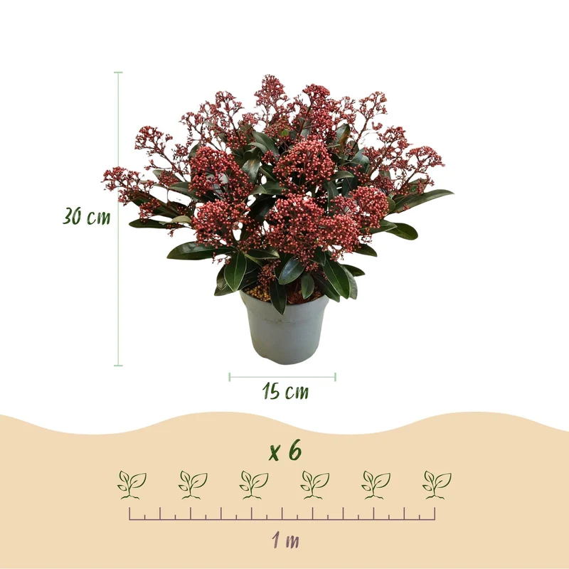 Skimmia japonica ‘Rubella’ – rustique – fleurs rouges – 10 à plus de 40 fleurs – 3 plantes – en différentes tailles et quantités