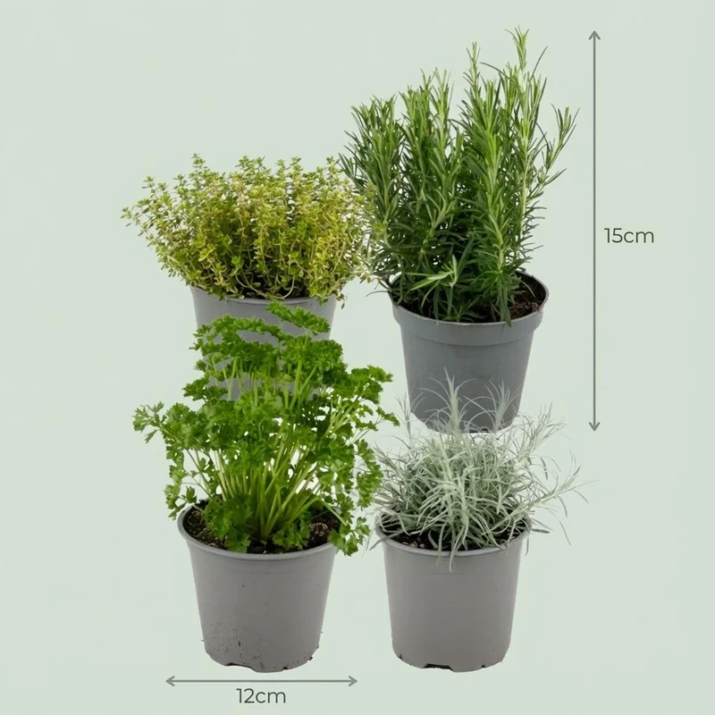Mieszanka ziół włoskich – aromatyczne zioła kulinarne – 8 roślin – doniczka Ø 12 cm, wys. ok. 12–15 cm