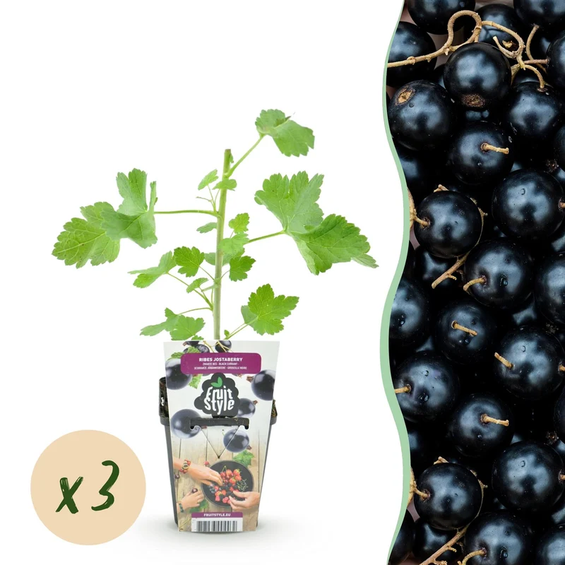Jostabeere – Ribes ‘Jostabeere’ – winterhart – schwarze Beeren – 3-6 Pflanzen – 9 cm Topf