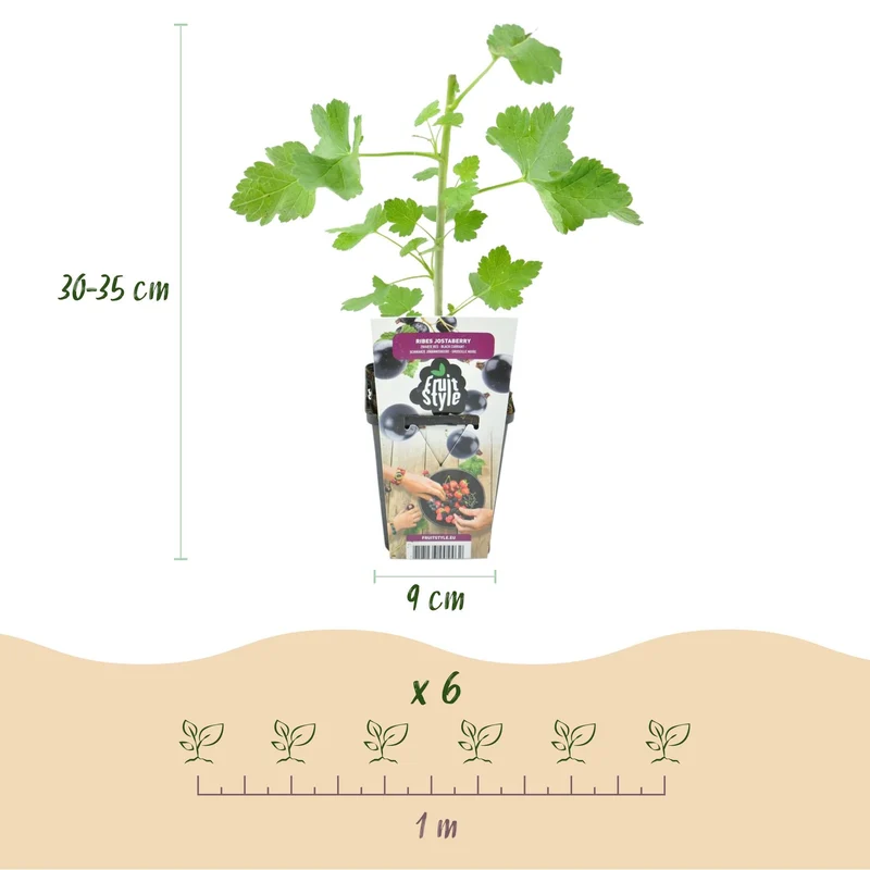 Jostabeere – Ribes ‘Jostabeere’ – winterhart – schwarze Beeren – 3-6 Pflanzen – 9 cm Topf