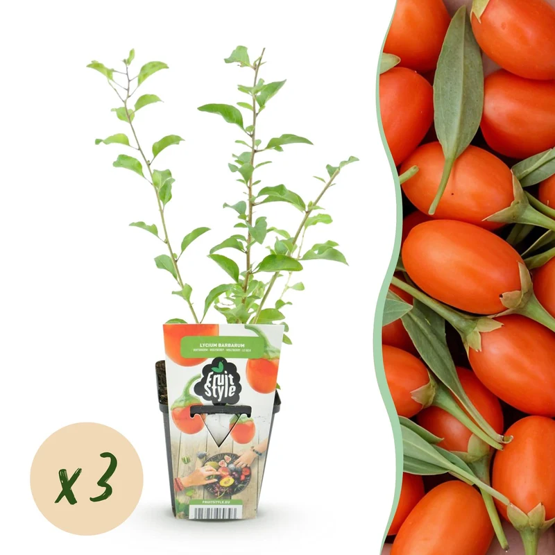 Goji-Beere – Lycium barbarum – winterhart – orange-rote Früchte – 3 Pflanzen – 9 cm Topf