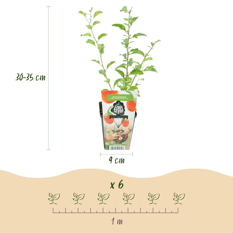 Goji-Beere – Lycium barbarum – winterhart – orange-rote Früchte – 3 Pflanzen – 9 cm Topf