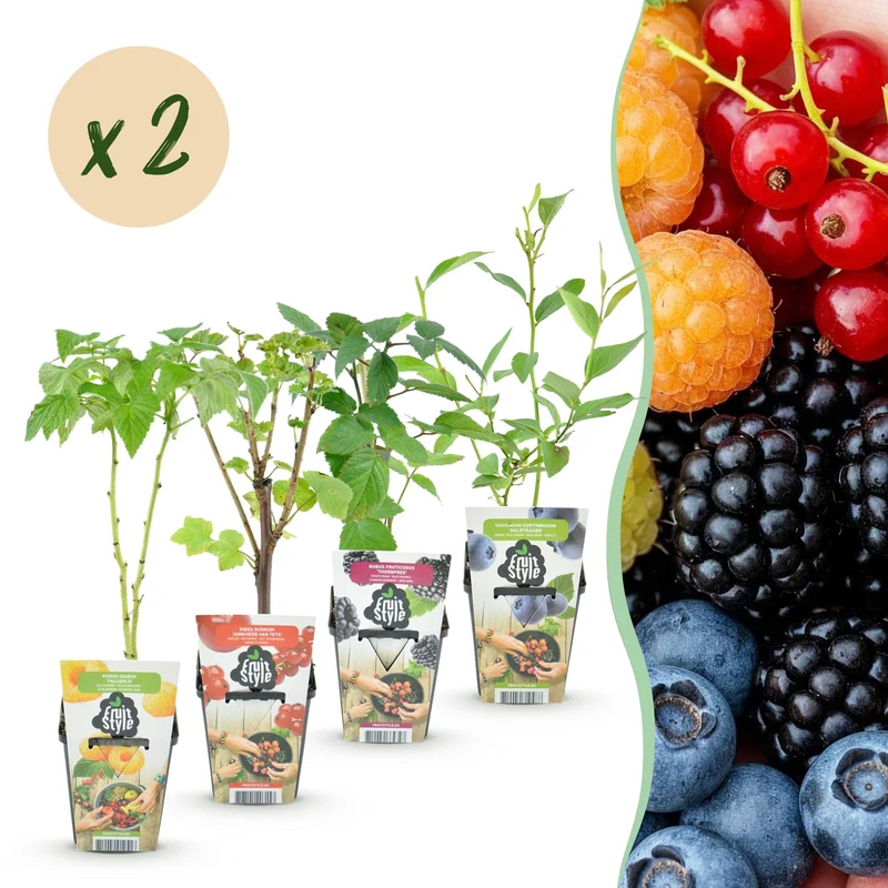 Beerenmix ‘Regenbogen’ – rote Johannisbeere, gelbe Himbeere, schwarze Brombeere & Blaubeere – winterhart – 8 Pflanzen – 9 cm Topf