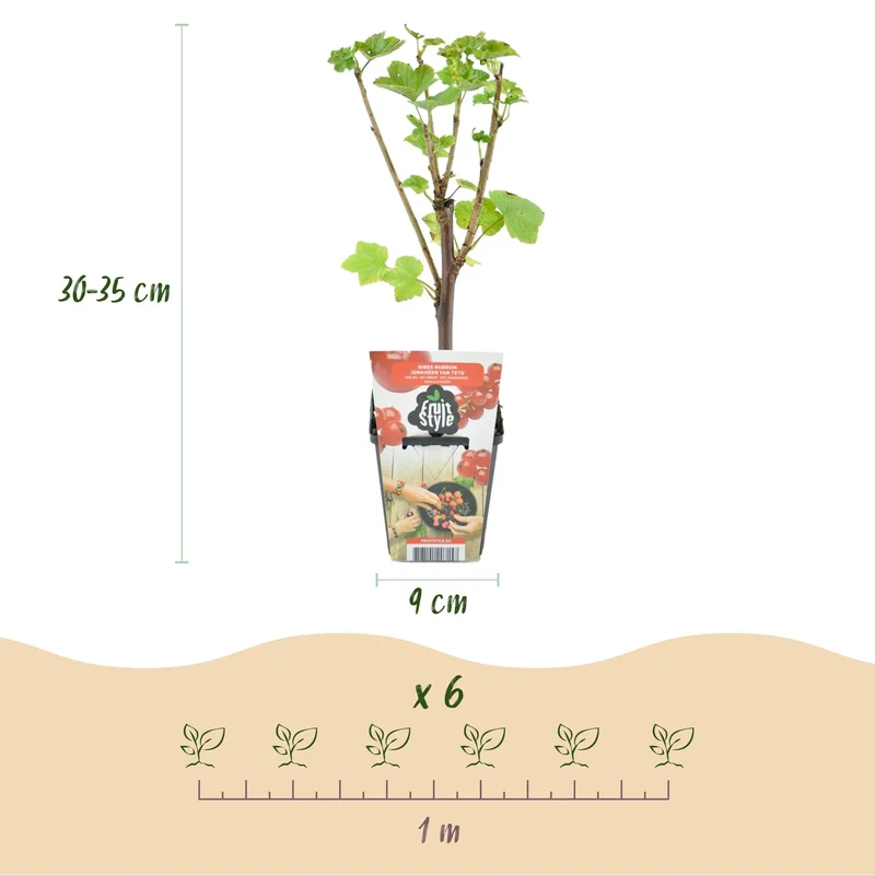 Beerenmix ‘Regenbogen’ – rote Johannisbeere, gelbe Himbeere, schwarze Brombeere & Blaubeere – winterhart – 8 Pflanzen – 9 cm Topf