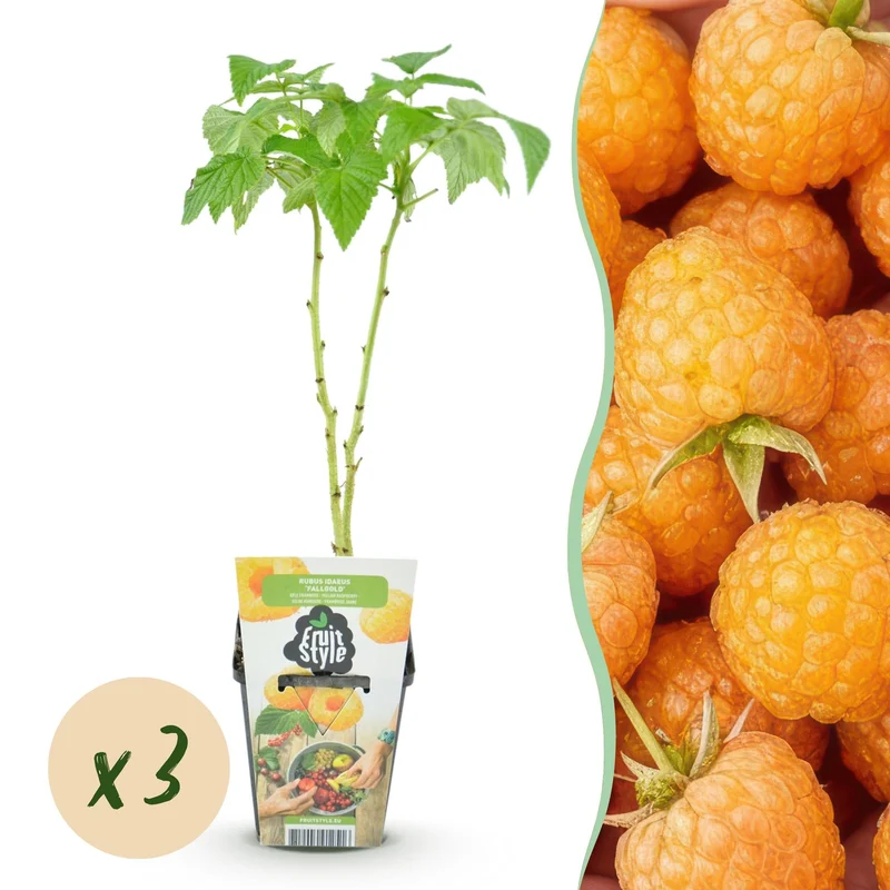 Malina właściwa – Rubus idaeus 'Fallgold' – mrozoodporna – żółte maliny – 3-6 roślin – doniczka 9 cm