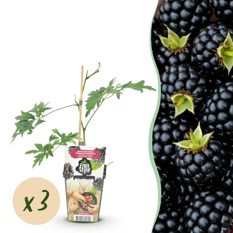 Stedsegrønne brombær – Rubus 'Thornless Evergreen' – frosthårdfør – sorte brombær – 3-6 planter – 9 cm potte
