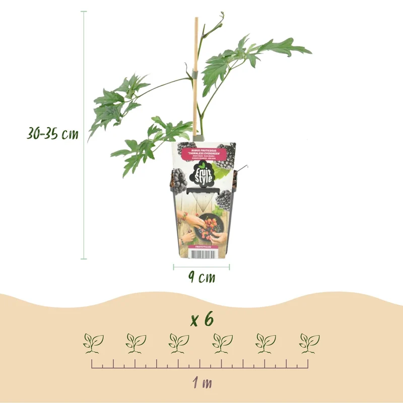 Stedsegrønne brombær – Rubus 'Thornless Evergreen' – frosthårdfør – sorte brombær – 3-6 planter – 9 cm potte