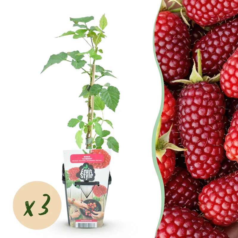 Rubus Tayberry ‘Tayberry’ – winterhart – rote Taybeere – 3–6 Pflanzen – 9 cm Topf