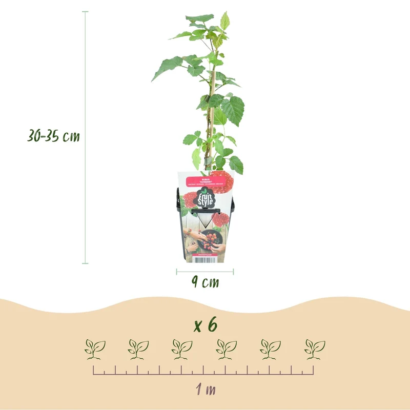 Rubus Tayberry ‘Tayberry’ – winterhart – rote Taybeere – 3–6 Pflanzen – 9 cm Topf