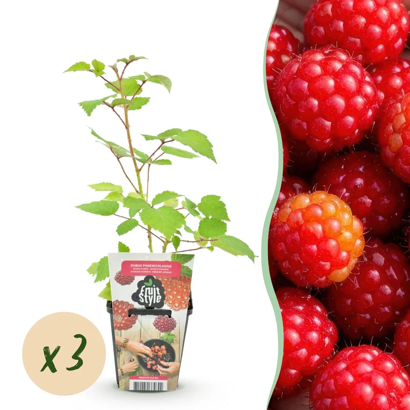 Rubus phoenicolasius – Japansk vinbær – hårdfør – røde bær – 3-6 planter – 9 cm potte