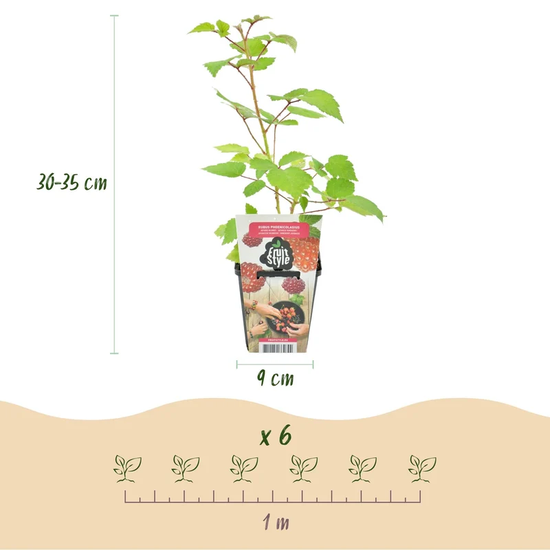 Rubus phoenicolasius – Japansk vinbær – hårdfør – røde bær – 3-6 planter – 9 cm potte