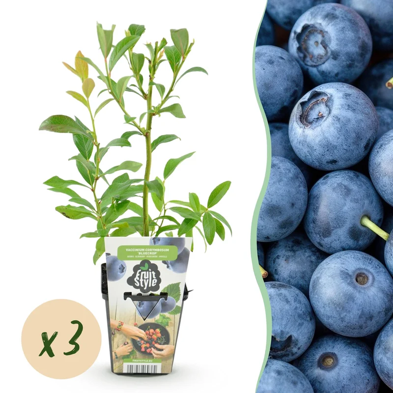 Blåbær – Vaccinium corymbosum 'Bluecrop' – hårdfør – blå bær – 3-6 planter – 9 cm potte