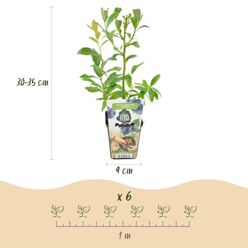 Blåbær – Vaccinium corymbosum 'Bluecrop' – hårdfør – blå bær – 3-6 planter – 9 cm potte