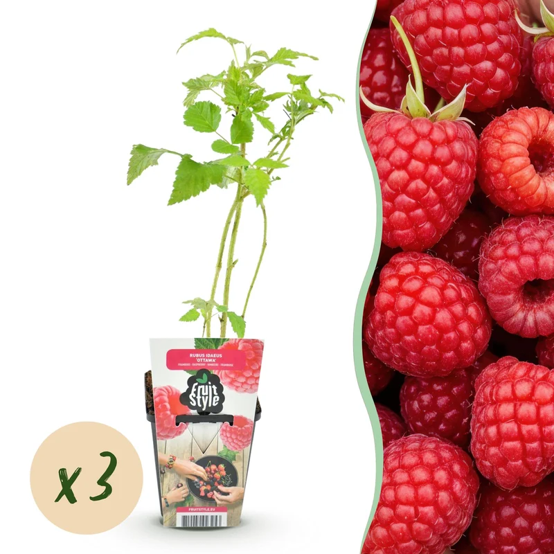 Himbeere – Rubus idaeus ‘Ottawa’ – winterhart – rote Himbeeren – 3 Pflanzen – 9 cm Topf