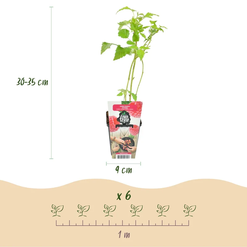 Himbeere – Rubus idaeus ‘Ottawa’ – winterhart – rote Himbeeren – 3 Pflanzen – 9 cm Topf
