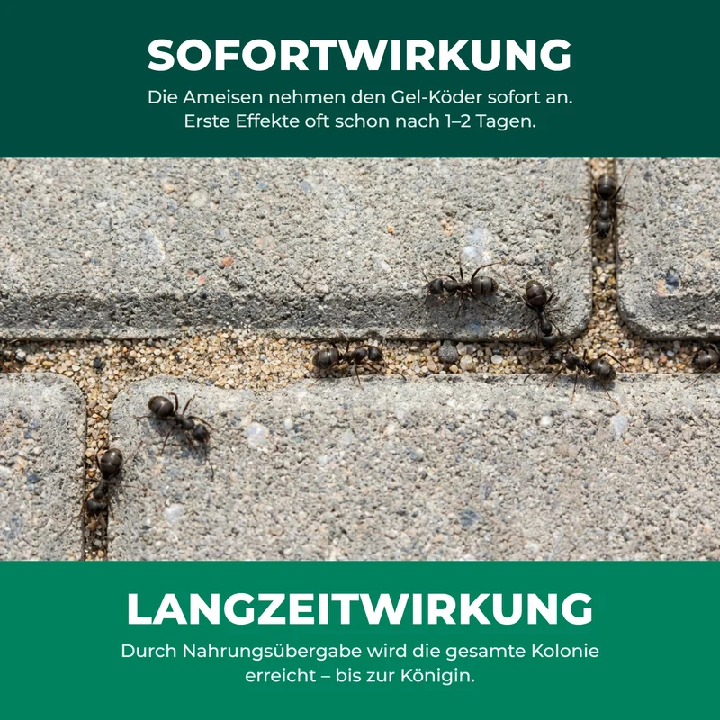 finicon Avantgarde Ameisenködergel: Profi-Köder gegen Ameisen – auch für Küchen & Lebensmittelbereiche