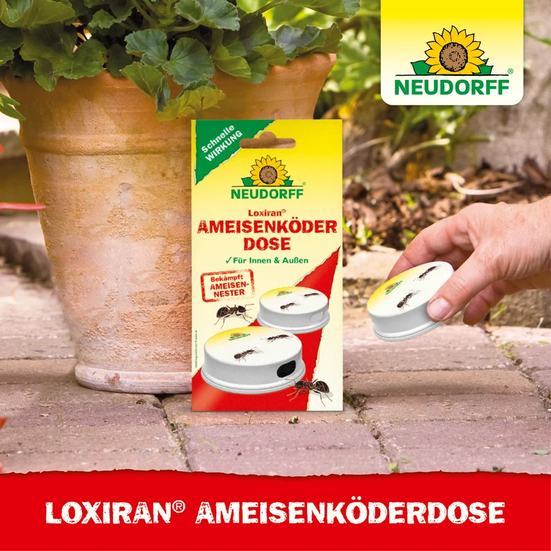 Loxiran AmeisenKöderdose