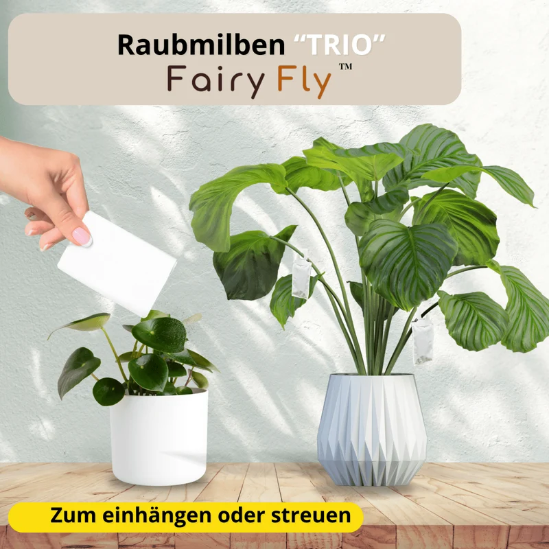 Raubmilben TRIO gegen Thripse, Spinnmilben, & Weiße Fliegen - Californicus, Cucumeris & Swirskii - 3 - 30 Tüten - Nützlinge aus deutscher Zucht