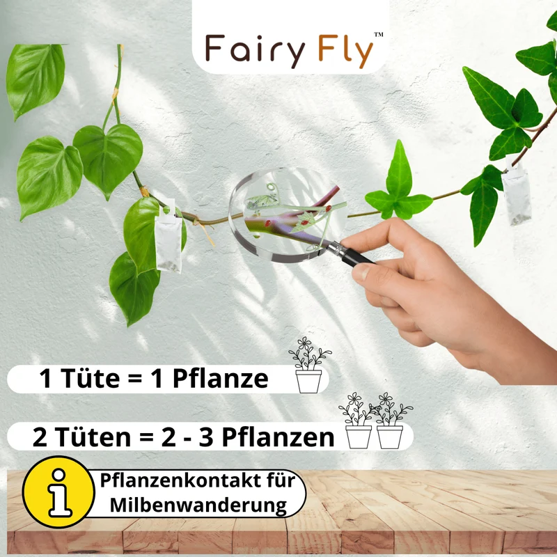 Raubmilben TRIO gegen Thripse, Spinnmilben, & Weiße Fliegen - Californicus, Cucumeris & Swirskii - 3 - 30 Tüten - Nützlinge aus deutscher Zucht