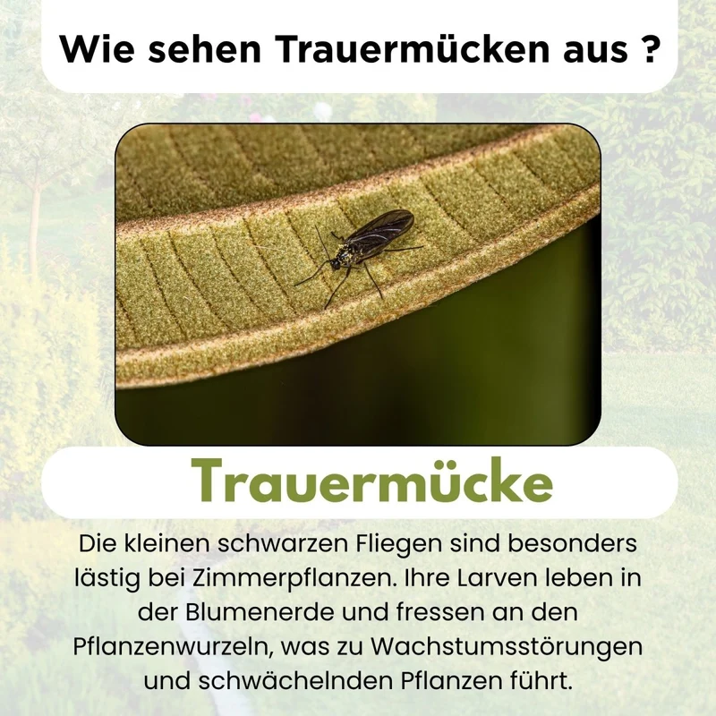 SF Nematoden gegen Trauermücken - 1 - 25 Mio / 2 - 50 m² / 10 - 250 Pflanzen