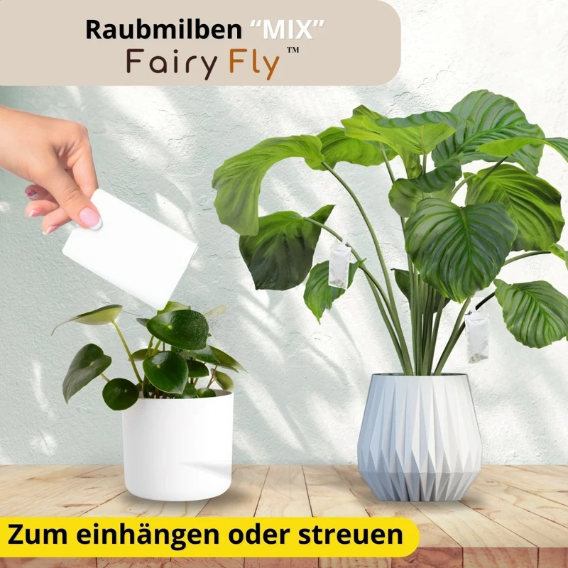 Raubmilben Mix gegen Thripse & Spinnmilben – Cucumeris & Californicus – Nützlinge für Zimmerpflanzen & Gewächshaus