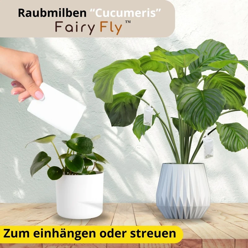 Raubmilben Cucumeris gegen Thripse - Zierpflanzen, Gemüse & Cannabis - 1 - 50 Tüten aus deutscher Zucht