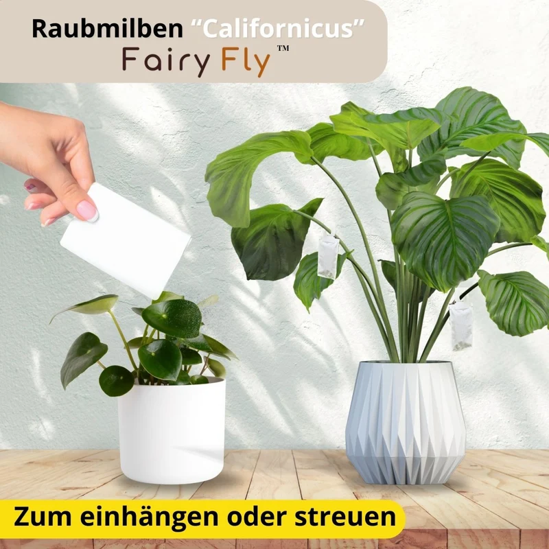 Raubmilben gegen Spinnmilben – Zimmerpflanzen, Zierpflanzen, Gemüse & Cannabis - 1 - 50 Tüten