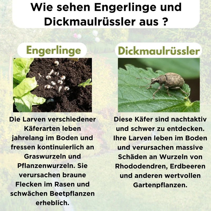 HB Nematoden gegen Dickmaulrüssler & Engerlinge - 5 - 250 Mio / 10 - 500 m² - zum Gießen