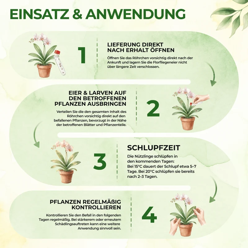 Florfliegeneier gegen Blattläuse, Thripse, Spinnmilben und Co.