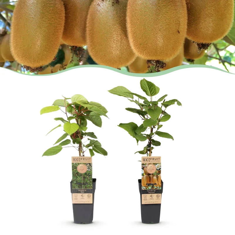 Kiwi-Pflanzen-Kombo – Actinidia Weiki & Hayward – Kombo männliche und weibliche Pflanze – fruchttragend – 15 cm Topf – 50 cm Höhe