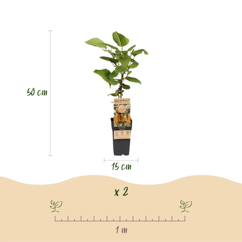 Kiwi-Pflanzen-Kombo – Actinidia Weiki & Hayward – Kombo männliche und weibliche Pflanze – fruchttragend – 15 cm Topf – 50 cm Höhe