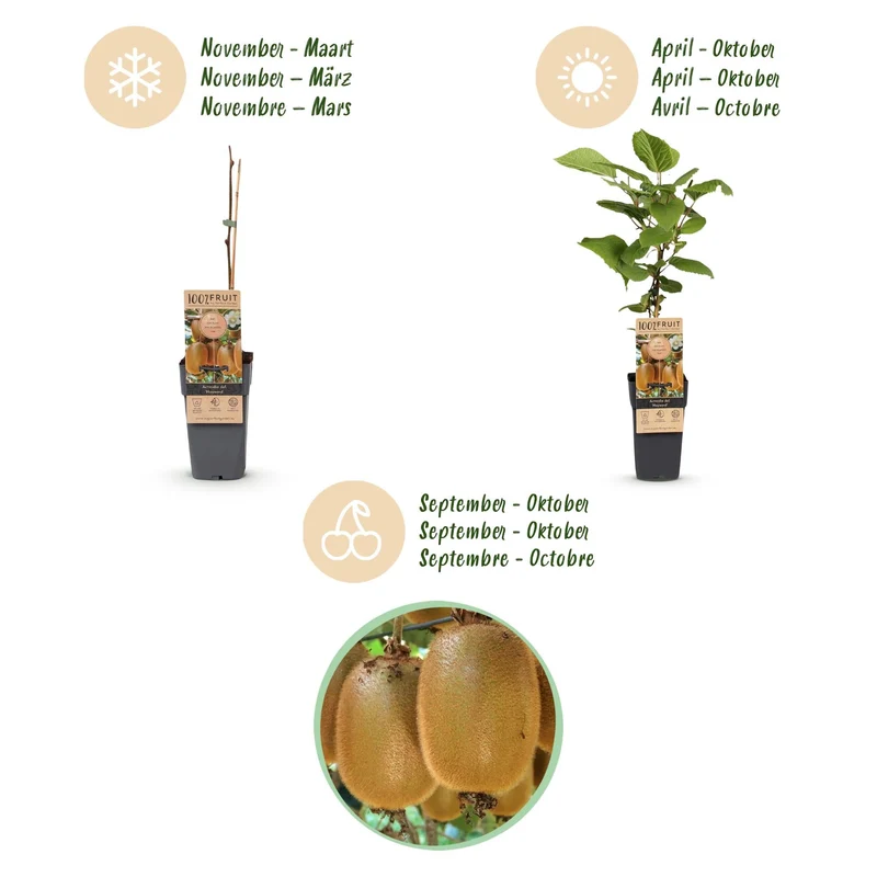 Kiwi-Pflanzen-Kombo – Actinidia Weiki & Hayward – Kombo männliche und weibliche Pflanze – fruchttragend – 15 cm Topf – 50 cm Höhe
