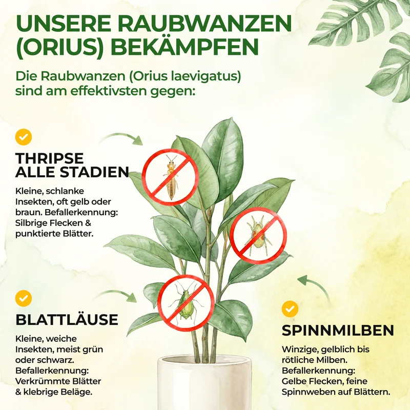 Punaises prédatrices Orius contre tous les stades de développement des thrips