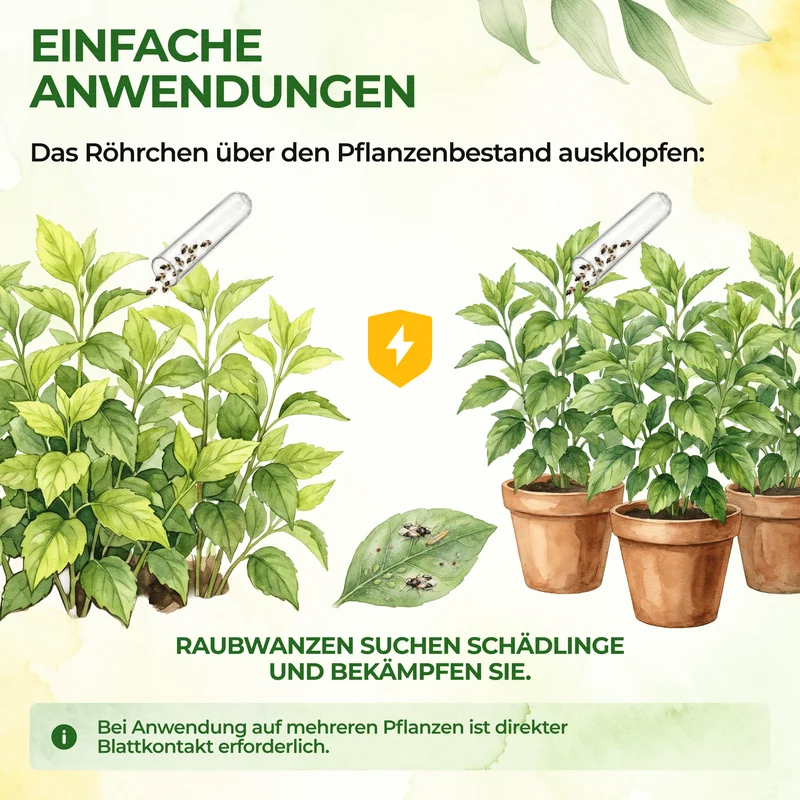 Punaises prédatrices Orius contre tous les stades de développement des thrips