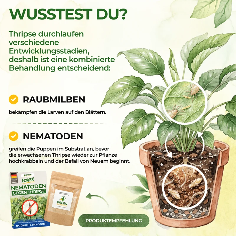 Raubmilben Trio gegen Thripse, Spinnmilben & Weiße Fliegen