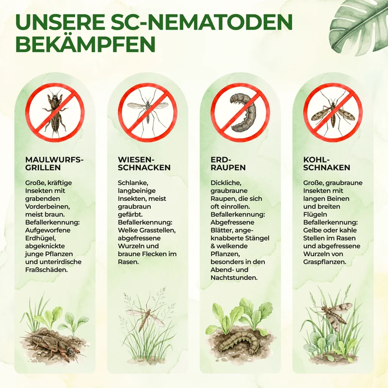 Nematoden gegen Eichenprozessionsspinner