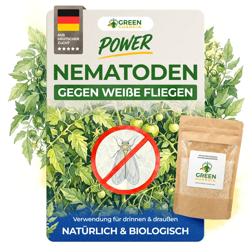 Nematoden gegen Weiße Fliegen