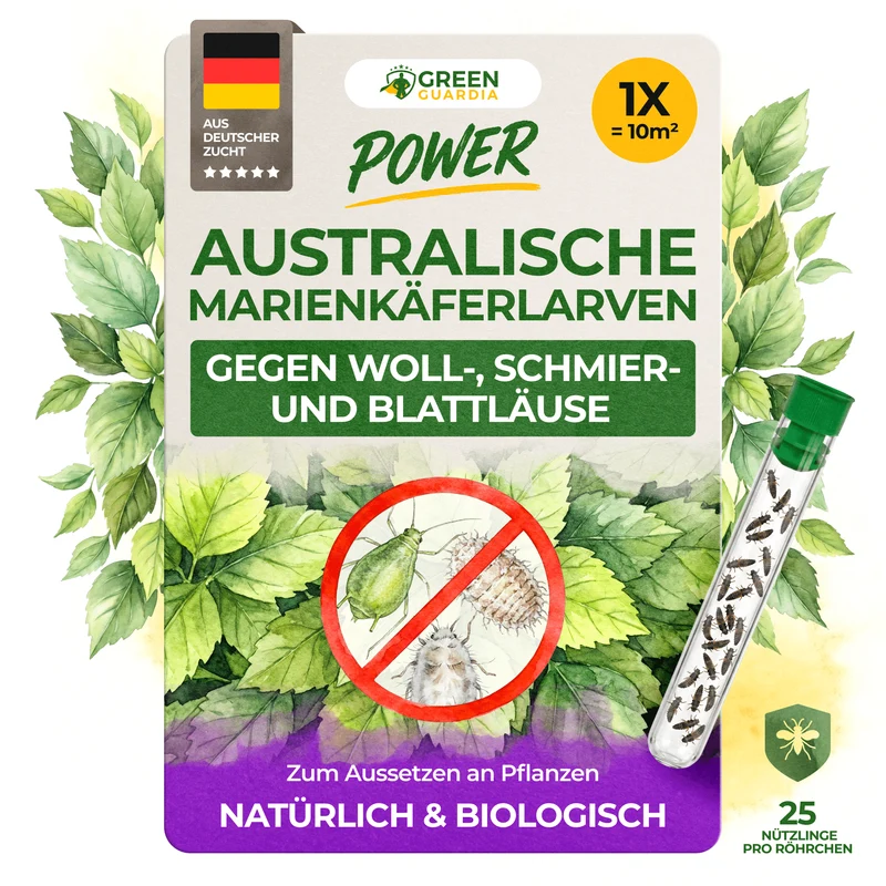Australische Marienkäfer - Larven gegen Wollläuse, Schmierläuse & Blattläuse