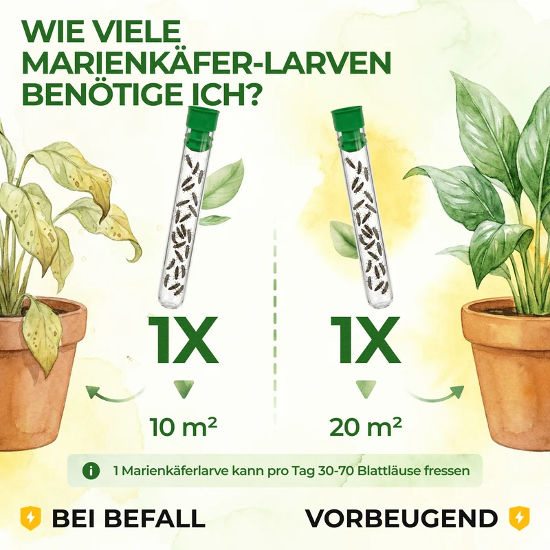 Australische Marienkäfer - Larven gegen Wollläuse, Schmierläuse & Blattläuse