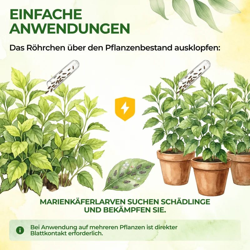 Australische Marienkäfer - Larven gegen Wollläuse, Schmierläuse & Blattläuse